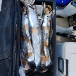 遊漁船 ニライカナイ 釣果