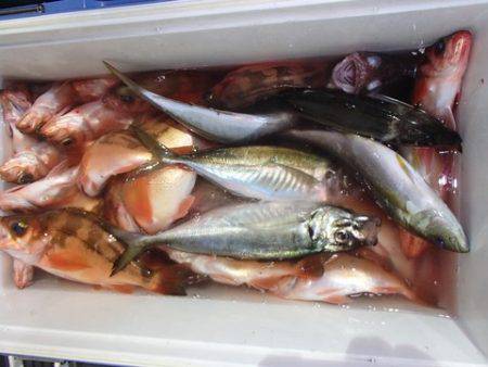 第二むつ漁丸 釣果