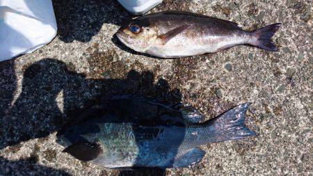 坂下丸 釣果