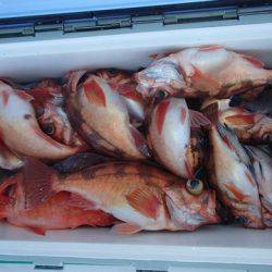 第二むつ漁丸 釣果