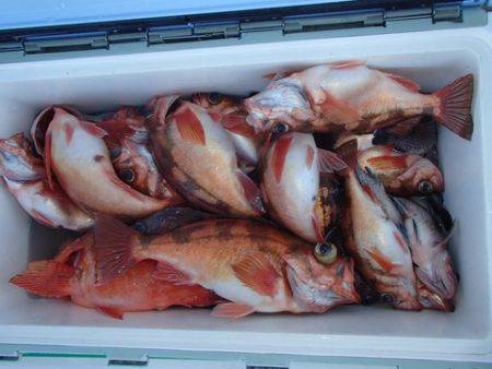 第二むつ漁丸 釣果