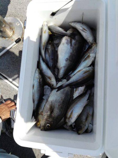 第二大福丸 釣果