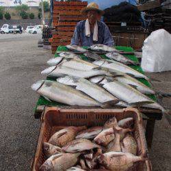 カタタのつり堀 釣果