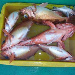 第二むつ漁丸 釣果