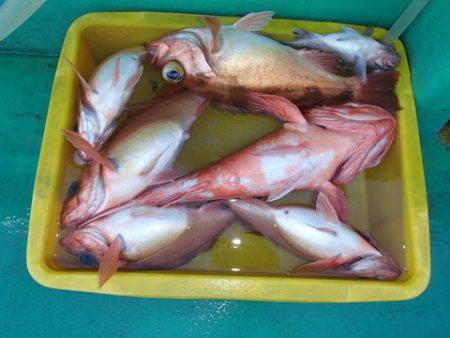 第二むつ漁丸 釣果