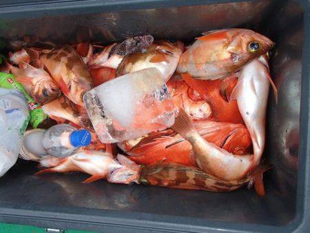 第二むつ漁丸 釣果