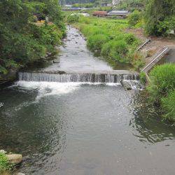 狩野川(狩野川漁業協同組合) 釣果