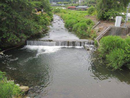 狩野川(狩野川漁業協同組合) 釣果