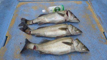 浜新丸 釣果