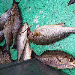第三むつりょう丸 釣果