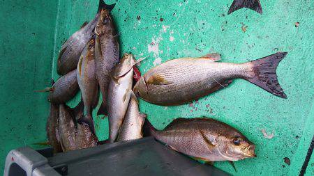第三むつりょう丸 釣果