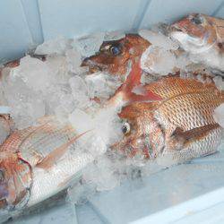 こうゆう丸 釣果