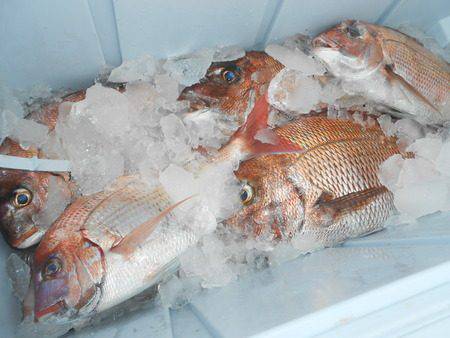 こうゆう丸 釣果