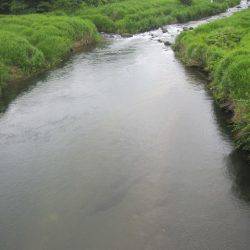 狩野川（狩野川漁業協同組合） 釣果