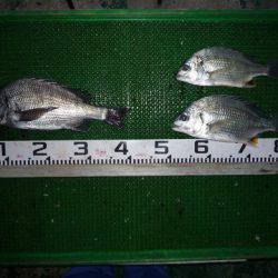 海山フィッシングセンター 釣果