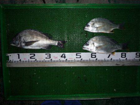 海山フィッシングセンター 釣果