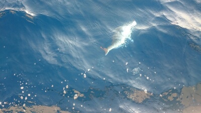 IDATEN(イダテン) 釣果