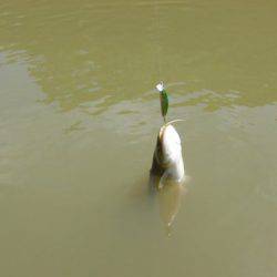 OLAHO　FISHING SPOT 釣果