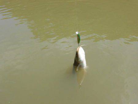 OLAHO　FISHING SPOT 釣果…