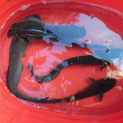 OLAHO FISHING SPOT 釣果