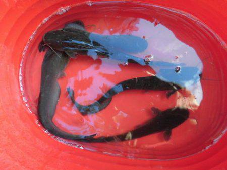 OLAHO　FISHING SPOT 釣果…