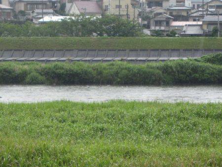 狩野川（狩野川漁業協同組合） 釣果