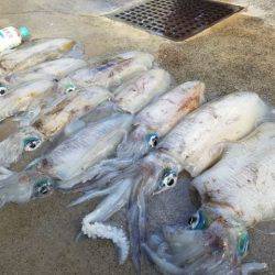 Magic（マジック） 釣果