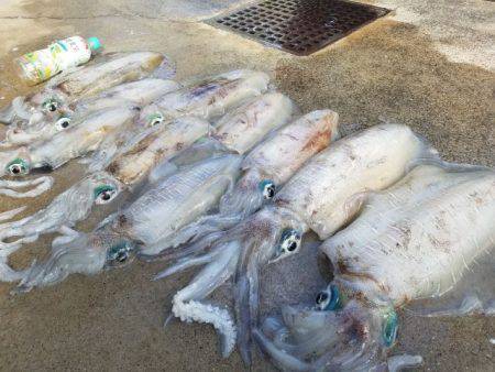 Magic（マジック） 釣果