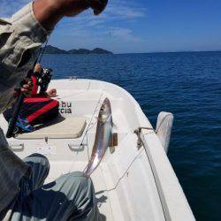 Magic（マジック） 釣果