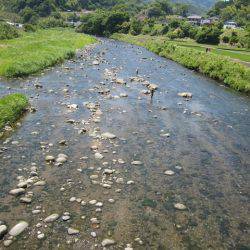 狩野川(狩野川漁業協同組合) 釣果
