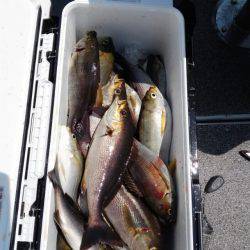 第二大福丸 釣果