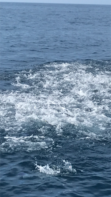 へいみつ丸 釣果