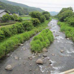 狩野川(狩野川漁業協同組合) 釣果