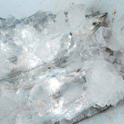 こうゆう丸 釣果