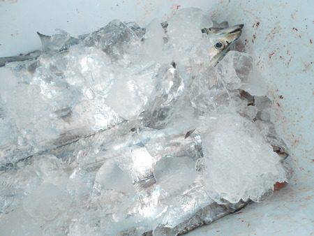 こうゆう丸 釣果