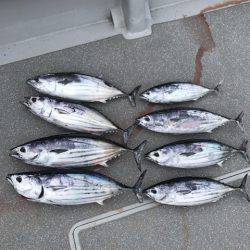 へいみつ丸 釣果