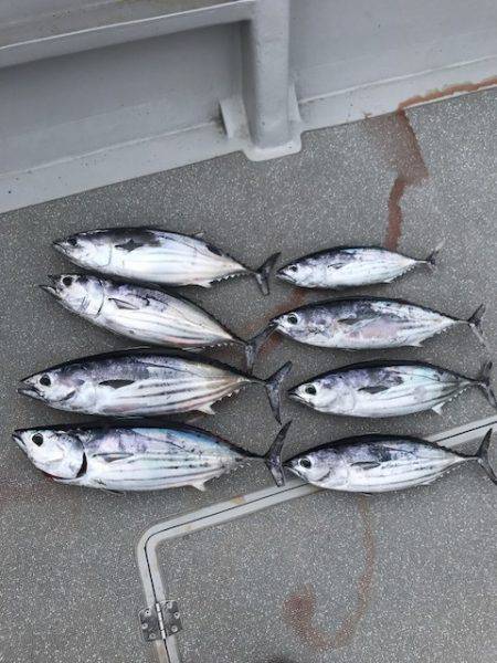 へいみつ丸 釣果