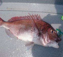 IDATEN(イダテン) 釣果