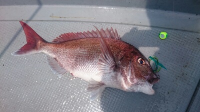 IDATEN(イダテン) 釣果