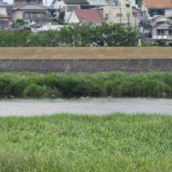 狩野川(狩野川漁業協同組合) 釣果