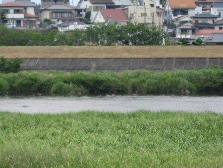 狩野川(狩野川漁業協同組合) 釣果
