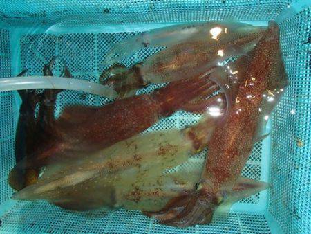 第二むつ漁丸 釣果