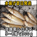釣り船くわだ 釣果