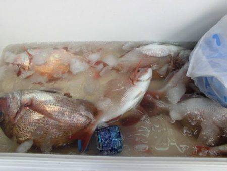 大進丸(新潟) 釣果