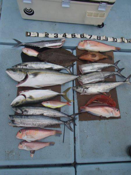 清和丸 釣果