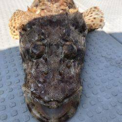 BlueOcean(ブルーオーシャン) 釣果