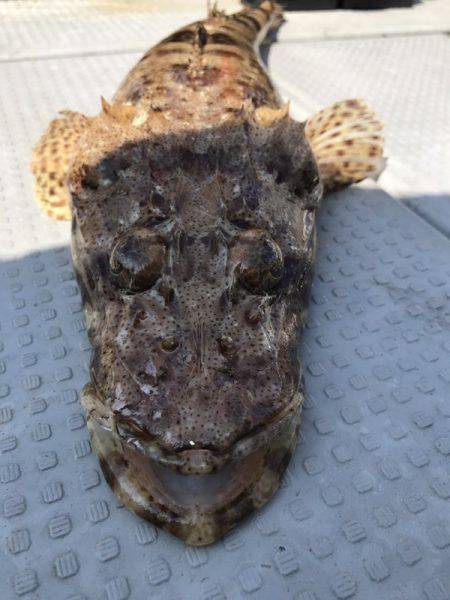 BlueOcean(ブルーオーシャン) 釣果