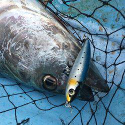 松鶴丸 釣果