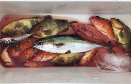 BlueOcean（ブルーオーシャン） 釣果