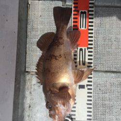 シーモンキー 釣果